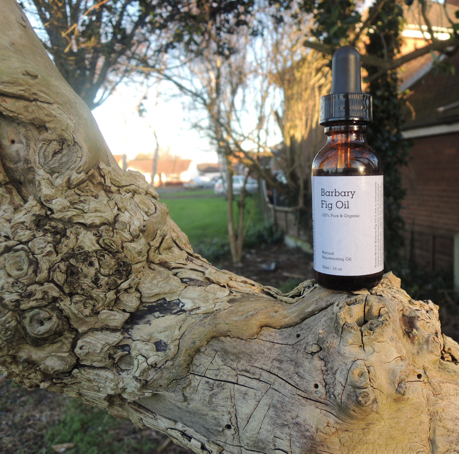 amelia moss Barbary Fig Oil Review.